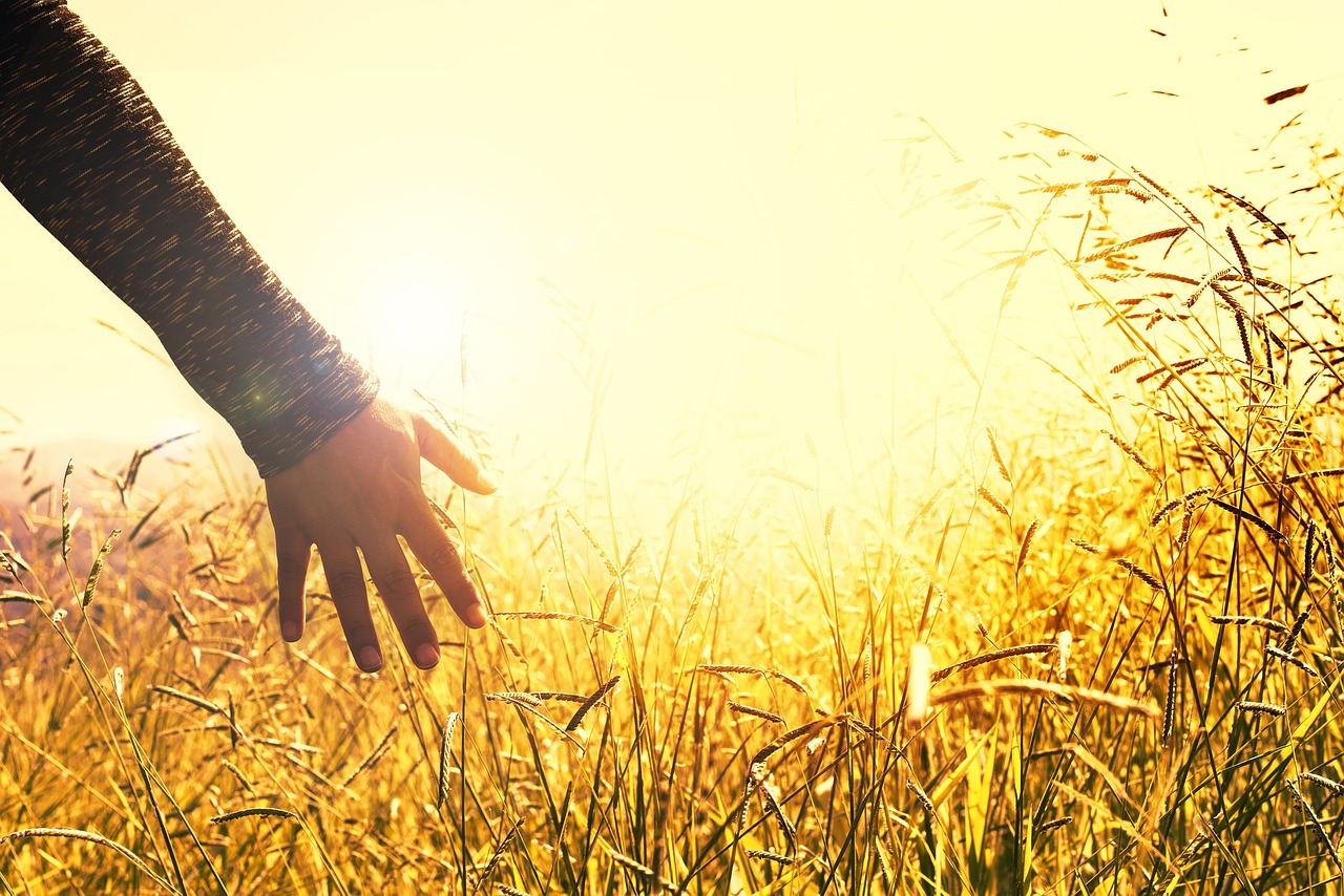 Hand stroking tall grass on a field. Image by Daniel Reche 