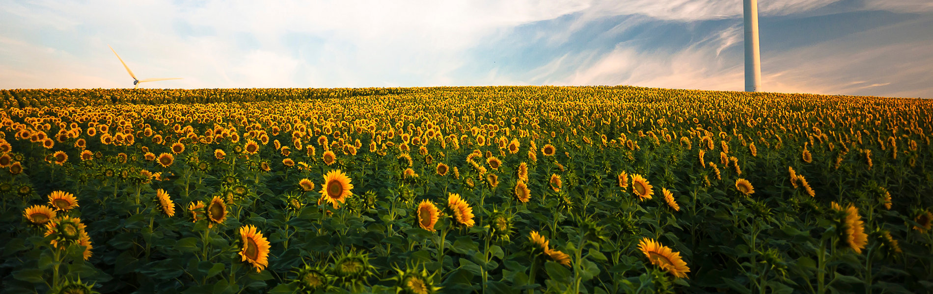 Farm of sunflowers | Coor