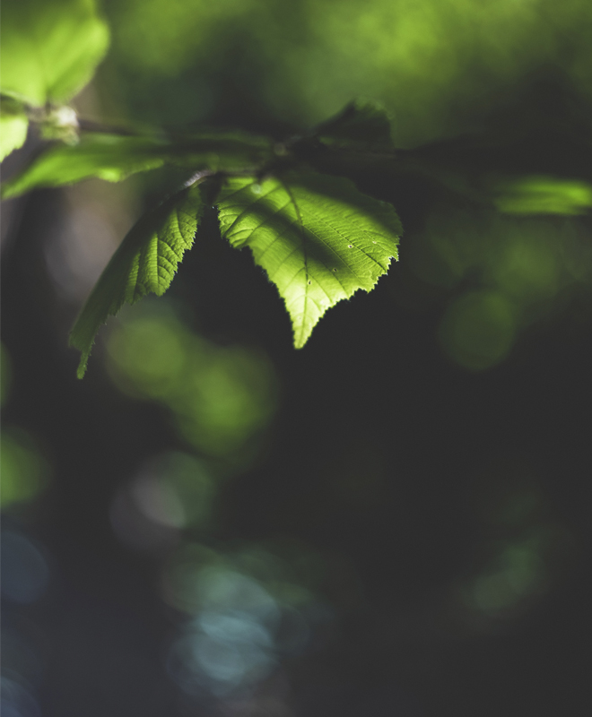 Green leafs | Coor
